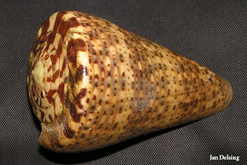 Conus pulcher siamensis